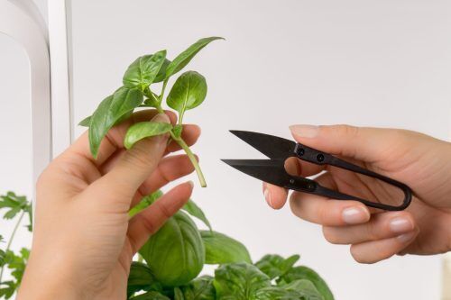 <br /><hr><br /><p>Вдъхновени от традиционните японски ножици, мини-ножиците за билки Véritable® са с изключително остри режещи ръбове от въглеродна стомана.<br /> Те предлагат много прецизен и изряден разрез за вашите растения.<br /> Много леки, те се побират в едната ръка и могат да се използват с просто натискане на палеца, благодарение на действието на пружината. <br />По този начин тези мини-ножици са много по-лесни за използване от традиционните. <br />За да почистите лесно вашите растения, изрежете пожълтелите цветя и листа. С нея можете да откъснете лесно плодовете и зеленчуците, да откъснете и нарежете ароматните билки и подправки. <br /> Поддържайте вашата градина Véritable® чрез често изрязване и почистване на ненужните и пожълтели листа. Така ще имате редовни и щедри реколти през няколко месеца. <br /> Почистването на увехнали и пожълтели листа, насърчава развитието на растенията и дава възможност да се поддържа чиста и здрава градина.</p>