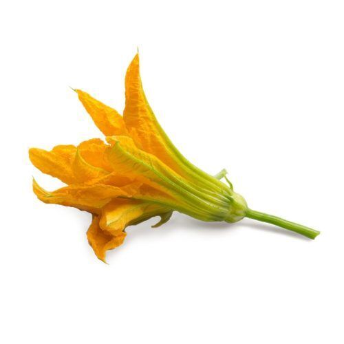 <p><strong>VERITABLE Lingot® Zucchini Flowers Organic - Цвят от Тиква</strong><br /><strong>• Покълване: </strong>1 седмица<br /><strong>• Първа реколта: </strong>4-5 седмици<br /><strong>• Реколта:</strong> 1 мес. <br /><strong>• Органични семена<br /></strong><strong>• 100 % биоразградим<br /></strong><strong>• 100 % компостируем<br /></strong><strong>• Състав: 70% кокосов торф; 30% торф; тор; семена;<br /></strong><strong>• НЕ СЪДЪРЖА ПЕСТИЦИДИ!<br /></strong><strong>• НЕ СЪДЪРЖА ГМО!<br /></strong><strong>За употреба с домашни градини VERITABLE®<br /></strong><strong>Производител: VERITABLE® / Франция<br /></strong><strong>Инструкции за отглеждане:</strong> <span style="color: #ff0000;">(Виж. ПРИКАЧЕНИ ФАЙЛОВЕ)</span></p><br />Марка: VERITABLE <br />Модел: VLIN-F5-Cou015<br />Доставка: 2-4 работни дни<br />Гаранция: 2 години