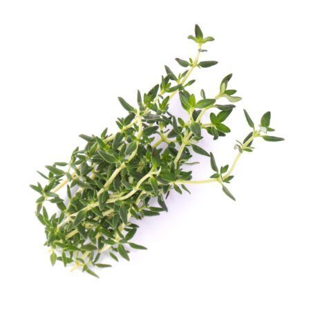 <p><strong>VERITABLE Lingot® Thyme Organic - Мащерка</strong><br /><strong>• Покълване: </strong>1-2 седмици<br /><strong>• Първа реколта: </strong>3-4 седмици<br /><strong>• Реколта:</strong> 4-6 мес. <br /><strong>• Органични семена<br /></strong><strong>• 100 % биоразградим<br /></strong><strong>• 100 % компостируем<br /></strong><strong>• Състав: 70% кокосов торф; 30% торф; тор; семена;<br /></strong><strong>• НЕ СЪДЪРЖА ПЕСТИЦИДИ!<br /></strong><strong>• НЕ СЪДЪРЖА ГМО!<br /></strong><strong>За употреба с домашни градини VERITABLE®<br /></strong><strong>Производител: VERITABLE® / Франция<br /></strong><strong>Инструкции за отглеждане:</strong> <span style="color: #ff0000;">(Виж. ПРИКАЧЕНИ ФАЙЛОВЕ)</span></p><br />Марка: VERITABLE <br />Модел: VLIN-A10-Thy005<br />Доставка: 2-4 работни дни<br />Гаранция: 2 години