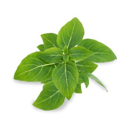 <p><strong>VERITABLE Lingot® Dwarf Basil Organic - Босилек Джудже</strong><br /><strong>• Покълване: </strong><span>1 седмица</span><br /><strong>• Първа реколта: </strong><span>4-5 седмици</span><br /><strong>• Реколта:</strong><span> 4-6 мес. </span><br /><strong>• Органични семена<br /></strong><strong>• 100 % биоразградим<br /></strong><strong>• 100 % компостируем<br /></strong><strong>• Състав: 70% кокосов торф; 30% торф; тор; семена;<br /></strong><strong>• НЕ СЪДЪРЖА ПЕСТИЦИДИ!<br /></strong><strong>• НЕ СЪДЪРЖА ГМО!<br /></strong><strong>За употреба с домашни градини VERITABLE®<br /></strong><strong>Производител: VERITABLE® / Франция<br /></strong><strong>Инструкции за отглеждане:</strong><span> </span><span style="color: #ff0000;">(Виж. ПРИКАЧЕНИ ФАЙЛОВЕ)</span></p><br />Марка: VERITABLE <br />Модел: VLIN-O10-Bas026<br />Доставка: 2-4 работни дни<br />Гаранция: 2 години