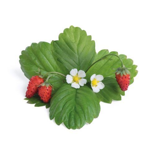 <p><strong>VERITABLE Подаръчен сет “STRAWBERRIES“ с 4 бр. пълнители Lingot® и четчица за опрашване</strong><br /><strong>• Комплектът съдържа:</strong><br /><strong> - </strong><a href="https://www.vip-giftshop.com/lingotr-white-wild-strawberry-beli-divi-jagodi.html" target="_blank">Бели диви ягоди - 2 бр.</a><strong><br /></strong><span> - </span><a href="https://www.vip-giftshop.com/lingotr-wild-red-strawberry-cherveni-divi-jagodi.html" target="_blank">Червени диви ягоди - 2 бр.</a><br /><span> - </span><a href="https://www.vip-giftshop.com/chetchica-za-oprashvane-na-cvetja.html" target="_blank">Четчица за опрашване - 1 бр. </a><br /><strong>• Органични семена<br /></strong><strong>• 100 % биоразградим<br /></strong><strong>• 100 % компостируем<br /></strong><strong>• Състав: 70% кокосов торф; 30% торф; тор; семена;<br /></strong><strong>• НЕ СЪДЪРЖА ПЕСТИЦИДИ!<br /></strong><strong>• НЕ СЪДЪРЖА ГМО!<br /></strong><strong>За употреба с домашни градини VERITABLE®<br /></strong><strong>Производител: VERITABLE® / Франция<br /></strong><strong>Инструкции за отглеждане:</strong><span> </span><span style="color: #ff0000;">(Виж. ПРИКАЧЕНИ ФАЙЛОВЕ)</span></p><br />Марка: VERITABLE <br />Модел: KIT-FRALING-FR-39<br />Доставка: 2-4 работни дни<br />Гаранция: 2 години