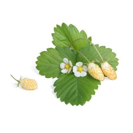 <p><strong>VERITABLE Lingot® White Wild Strawberry - Бели диви Ягоди</strong><br /><strong>• Покълване: </strong><span>2 седмици</span><br /><strong>• Първа реколта: </strong><span>3 месец</span><br /><strong>• Реколта:</strong><span> 2-4 мес. </span><br /><strong>• Органични семена<br /></strong><strong>• 100 % биоразградим<br /></strong><strong>• 100 % компостируем<br /></strong><strong>• Състав: 70% кокосов торф; 30% торф; тор; семена;<br /></strong><strong>• НЕ СЪДЪРЖА ПЕСТИЦИДИ!<br /></strong><strong>• НЕ СЪДЪРЖА ГМО!<br /></strong><strong>За употреба с домашни градини VERITABLE®<br /></strong><strong>Производител: VERITABLE® / Франция<br /></strong><strong>Инструкции за отглеждане:</strong><span> </span><span style="color: #ff0000;">(Виж. ПРИКАЧЕНИ ФАЙЛОВЕ)</span></p><br />Марка: VERITABLE <br />Модел: VLIN-P5-Fra039<br />Доставка: 2-4 работни дни<br />Гаранция: 2 години