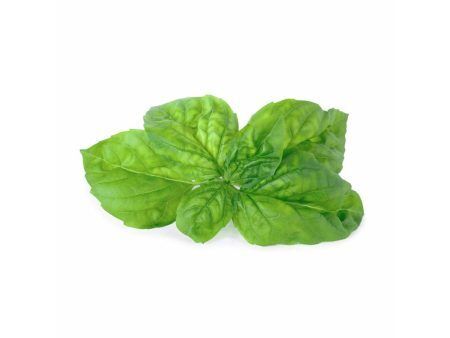 <p><strong>VERITABLE Lingot® Mammoth Basil Organic - Босилек Мамут</strong><br /><strong>• Покълване: </strong><span>1 седмица</span><br /><strong>• Първа реколта: </strong><span>4-5 седмици</span><br /><strong>• Реколта:</strong><span> 4-6 мес. </span><br /><strong>• Органични семена<br /></strong><strong>• 100 % биоразградим<br /></strong><strong>• 100 % компостируем<br /></strong><strong>• Състав: 70% кокосов торф; 30% торф; тор; семена;<br /></strong><strong>• НЕ СЪДЪРЖА ПЕСТИЦИДИ!<br /></strong><strong>• НЕ СЪДЪРЖА ГМО!<br /></strong><strong>За употреба с домашни градини VERITABLE®<br /></strong><strong>Производител: VERITABLE® / Франция<br /></strong><strong>Инструкции за отглеждане:</strong><span> </span><span style="color: #ff0000;">(Виж. ПРИКАЧЕНИ ФАЙЛОВЕ)</span></p><br />Марка: VERITABLE <br />Модел: VLIN-O10-Bas058<br />Доставка: 2-4 работни дни<br />Гаранция: 2 години