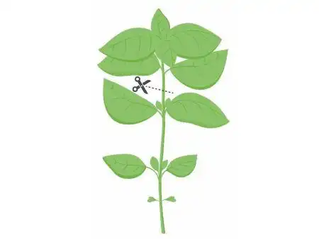 <p><strong>VERITABLE Lingot® Mammoth Basil Organic - Босилек Мамут</strong><br /><strong>• Покълване: </strong><span>1 седмица</span><br /><strong>• Първа реколта: </strong><span>4-5 седмици</span><br /><strong>• Реколта:</strong><span> 4-6 мес. </span><br /><strong>• Органични семена<br /></strong><strong>• 100 % биоразградим<br /></strong><strong>• 100 % компостируем<br /></strong><strong>• Състав: 70% кокосов торф; 30% торф; тор; семена;<br /></strong><strong>• НЕ СЪДЪРЖА ПЕСТИЦИДИ!<br /></strong><strong>• НЕ СЪДЪРЖА ГМО!<br /></strong><strong>За употреба с домашни градини VERITABLE®<br /></strong><strong>Производител: VERITABLE® / Франция<br /></strong><strong>Инструкции за отглеждане:</strong><span> </span><span style="color: #ff0000;">(Виж. ПРИКАЧЕНИ ФАЙЛОВЕ)</span></p><br />Марка: VERITABLE <br />Модел: VLIN-O10-Bas058<br />Доставка: 2-4 работни дни<br />Гаранция: 2 години