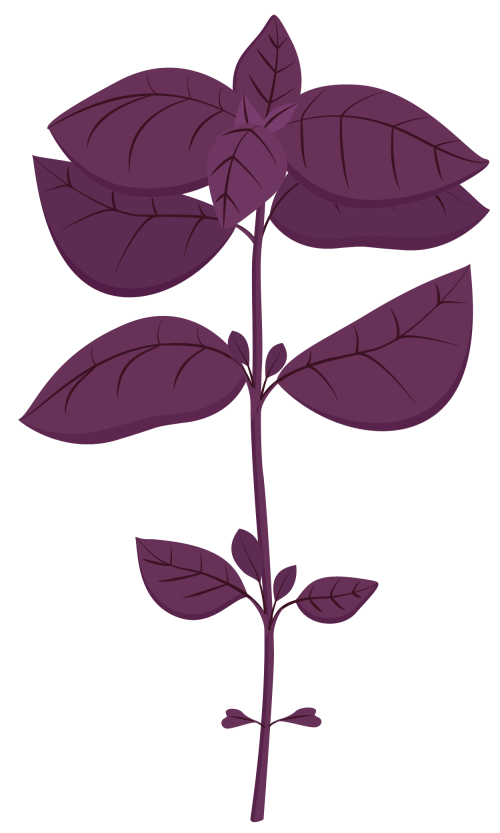 <p><strong>VERITABLE Lingot® Purple Basil Organic - Лилав Босилек</strong><br /><strong>• Покълване: </strong><span>1 седмица</span><br /><strong>• Първа реколта: </strong><span>5-6 седмици</span><br /><strong>• Реколта:</strong><span> 4-6 мес. </span><br /><strong>• Органични семена<br /></strong><strong>• 100 % биоразградим<br /></strong><strong>• 100 % компостируем<br /></strong><strong>• Състав: 70% кокосов торф; 30% торф; тор; семена;<br /></strong><strong>• НЕ СЪДЪРЖА ПЕСТИЦИДИ!<br /></strong><strong>• НЕ СЪДЪРЖА ГМО!<br /></strong><strong>За употреба с домашни градини VERITABLE®<br /></strong><strong>Производител: VERITABLE® / Франция<br /></strong><strong>Инструкции за отглеждане:</strong><span> </span><span style="color: #ff0000;">(Виж. ПРИКАЧЕНИ ФАЙЛОВЕ)</span></p><br />Марка: VERITABLE <br />Модел: VLIN-O10-Bas00F<br />Доставка: 2-4 работни дни<br />Гаранция: 2 години