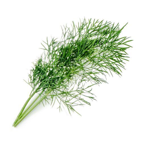 <p><strong>VERITABLE Lingot® Dill Organic - Копър</strong><br /><strong>• Покълване: </strong>1 седмица<br /><strong>• Първа реколта: </strong>3-4 седмици<br /><strong>• Реколта:</strong> 2-3 мес. <br /><strong>• Органични семена<br /></strong><strong>• 100 % биоразградим<br /></strong><strong>• 100 % компостируем<br /></strong><strong>• Състав: 70% кокосов торф; 30% торф; тор; семена;<br /></strong><strong>• НЕ СЪДЪРЖА ПЕСТИЦИДИ!<br /></strong><strong>• НЕ СЪДЪРЖА ГМО!<br /></strong><strong>За употреба с домашни градини VERITABLE®<br /></strong><strong>Производител: VERITABLE® / Франция<br /></strong><strong>Инструкции за отглеждане:</strong> <span style="color: #ff0000;">(Виж. ПРИКАЧЕНИ ФАЙЛОВЕ)</span></p><br />Марка: VERITABLE <br />Модел: VLIN-A10-Ane006<br />Доставка: 2-4 работни дни<br />Гаранция: 2 години