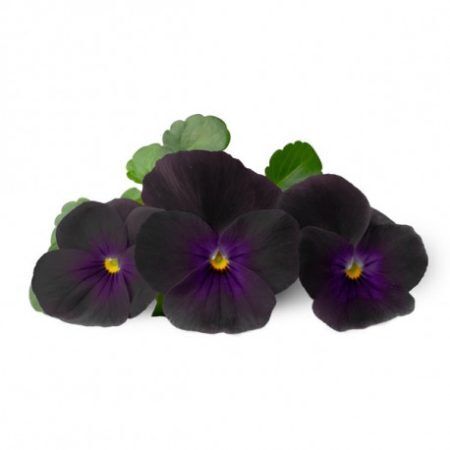 <p><strong>VERITABLE Lingot® Black Pansy - Черна Теменужка</strong><br /><strong>• Покълване: </strong><span>2 седмици</span><br /><strong>• Първа реколта: </strong><span>2-3 месеца</span><br /><strong>• Реколта:</strong><span> 3-4 мес. </span><br /><strong>• Органични семена<br /></strong><strong>• 100 % биоразградим<br /></strong><strong>• 100 % компостируем<br /></strong><strong>• Състав: 70% кокосов торф; 30% торф; тор; семена;<br /></strong><strong>• НЕ СЪДЪРЖА ПЕСТИЦИДИ!<br /></strong><strong>• НЕ СЪДЪРЖА ГМО!<br /></strong><strong>За употреба с домашни градини VERITABLE®<br /></strong><strong>Производител: VERITABLE® / Франция<br /></strong><strong>Инструкции за отглеждане:</strong><span> </span><span style="color: #ff0000;">(Виж. ПРИКАЧЕНИ ФАЙЛОВЕ)</span></p><br />Марка: VERITABLE <br />Модел: VLIN-F5-Pen059<br />Доставка: 2-4 работни дни<br />Гаранция: 2 години