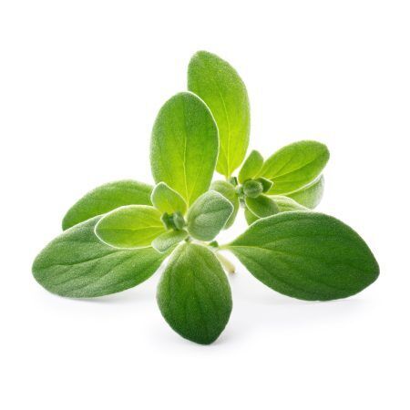 <p><strong>VERITABLE Lingot® Marjoram Organic - Майорана</strong><br /><strong>• Покълване: </strong>1-2 седмици<br /><strong>• Първа реколта: </strong>3-4 седмици<br /><strong>• Реколта:</strong> 4-5 мес. <br /><strong>• Органични семена<br /></strong><strong>• 100 % биоразградим<br /></strong><strong>• 100 % компостируем<br /></strong><strong>• Състав: 70% кокосов торф; 30% торф; тор; семена;<br /></strong><strong>• НЕ СЪДЪРЖА ПЕСТИЦИДИ!<br /></strong><strong>• НЕ СЪДЪРЖА ГМО!<br /></strong><strong>За употреба с домашни градини VERITABLE®<br /></strong><strong>Производител: VERITABLE® / Франция<br /></strong><strong>Инструкции за отглеждане:</strong> <span style="color: #ff0000;">(Виж. ПРИКАЧЕНИ ФАЙЛОВЕ)</span></p><br />Марка: VERITABLE <br />Модел: VLIN-A10-Mar03B<br />Доставка: 2-4 работни дни<br />Гаранция: 2 години