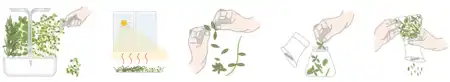 <p><strong>VERITABLE Подаръчен сет “HERBES DE PROVENCE“ с 4 бр. пълнители Lingot® и мелничка</strong><br /><strong>• Комплектът съдържа:</strong><br /><strong> - </strong><a title="мащерка" href="https://www.vip-giftshop.com/lingotr-thyme-organic-mascherka.html" target="_blank">Мащерка</a><strong><br /></strong> - <a title="риган" href="https://www.vip-giftshop.com/lingotr-oregano-organic-rigan.html" target="_blank">Риган</a><br /><strong> - </strong><a title="розмарин" href="https://www.vip-giftshop.com/lingotr-rosemary-rozmarin.html" target="_blank">Розмарин</a><strong><br /></strong> - <a title="чубрица" href="https://www.vip-giftshop.com/lingotr-savory-organic-chubrica.html" target="_blank">Чубрица</a><br /> - Мелничка <strong>CrushGrind Véritable® </strong><br /><strong>• Органични семена<br /></strong><strong>• 100 % биоразградим<br /></strong><strong>• 100 % компостируем<br /></strong><strong>• Състав: 70% кокосов торф; 30% торф; тор; семена;<br /></strong><strong>• НЕ СЪДЪРЖА ПЕСТИЦИДИ!<br /></strong><strong>• НЕ СЪДЪРЖА ГМО!<br /></strong><strong>За употреба с домашни градини VERITABLE®<br /></strong><strong>Производител: VERITABLE® / Франция<br /></strong><strong>Инструкции за отглеждане:</strong> <span style="color: #ff0000;">(Виж. ПРИКАЧЕНИ ФАЙЛОВЕ)</span></p><br />Марка: VERITABLE <br />Модел: KIT-HERPLING-EU-72<br />Доставка: 2-4 работни дни<br />Гаранция: 2 години