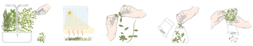 <p><strong>VERITABLE Подаръчен сет “HERBES DE PROVENCE“ с 4 бр. пълнители Lingot® и мелничка</strong><br /><strong>• Комплектът съдържа:</strong><br /><strong> - </strong><a title="мащерка" href="https://www.vip-giftshop.com/lingotr-thyme-organic-mascherka.html" target="_blank">Мащерка</a><strong><br /></strong> - <a title="риган" href="https://www.vip-giftshop.com/lingotr-oregano-organic-rigan.html" target="_blank">Риган</a><br /><strong> - </strong><a title="розмарин" href="https://www.vip-giftshop.com/lingotr-rosemary-rozmarin.html" target="_blank">Розмарин</a><strong><br /></strong> - <a title="чубрица" href="https://www.vip-giftshop.com/lingotr-savory-organic-chubrica.html" target="_blank">Чубрица</a><br /> - Мелничка <strong>CrushGrind Véritable® </strong><br /><strong>• Органични семена<br /></strong><strong>• 100 % биоразградим<br /></strong><strong>• 100 % компостируем<br /></strong><strong>• Състав: 70% кокосов торф; 30% торф; тор; семена;<br /></strong><strong>• НЕ СЪДЪРЖА ПЕСТИЦИДИ!<br /></strong><strong>• НЕ СЪДЪРЖА ГМО!<br /></strong><strong>За употреба с домашни градини VERITABLE®<br /></strong><strong>Производител: VERITABLE® / Франция<br /></strong><strong>Инструкции за отглеждане:</strong> <span style="color: #ff0000;">(Виж. ПРИКАЧЕНИ ФАЙЛОВЕ)</span></p><br />Марка: VERITABLE <br />Модел: KIT-HERPLING-EU-72<br />Доставка: 2-4 работни дни<br />Гаранция: 2 години