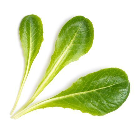 <p><strong>VERITABLE Lingot® Romaine Lettuce - Салата</strong><br /><strong>• Покълване: </strong>1 седмица<br /><strong>• Първа реколта: </strong>3-4 седмици<br /><strong>• Реколта:</strong> 1-2 мес. <br /><strong>• Органични семена<br /></strong><strong>• 100 % биоразградим<br /></strong><strong>• 100 % компостируем<br /></strong><strong>• Състав: 70% кокосов торф; 30% торф; тор; семена;<br /></strong><strong>• НЕ СЪДЪРЖА ПЕСТИЦИДИ!<br /></strong><strong>• НЕ СЪДЪРЖА ГМО!<br /></strong><strong>За употреба с домашни градини VERITABLE®<br /></strong><strong>Производител: VERITABLE® / Франция<br /></strong><strong>Инструкции за отглеждане:</strong> <span style="color: #ff0000;">(Виж. ПРИКАЧЕНИ ФАЙЛОВЕ)</span></p><br />Марка: VERITABLE <br />Модел: VLIN-J10-Lai050<br />Доставка: 2-4 работни дни<br />Гаранция: 2 години