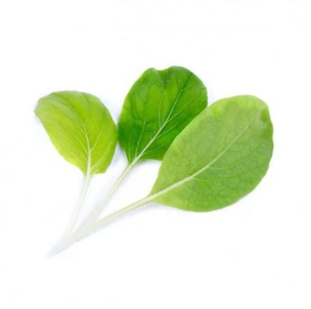 <p><strong>VERITABLE Lingot® Bok choi Organic - Салата Бок чой</strong><br /><strong>• Покълване: </strong><span>1 седмица</span><br /><strong>• Първа реколта: </strong><span>3-4 седмици</span><br /><strong>• Реколта:</strong><span> 2-3 мес. </span><br /><strong>• Органични семена<br /></strong><strong>• 100 % биоразградим<br /></strong><strong>• 100 % компостируем<br /></strong><strong>• Състав: 70% кокосов торф; 30% торф; тор; семена;<br /></strong><strong>• НЕ СЪДЪРЖА ПЕСТИЦИДИ!<br /></strong><strong>• НЕ СЪДЪРЖА ГМО!<br /></strong><strong>За употреба с домашни градини VERITABLE®<br /></strong><strong>Производител: VERITABLE® / Франция<br /></strong><strong>Инструкции за отглеждане:</strong><span> </span><span style="color: #ff0000;">(Виж. ПРИКАЧЕНИ ФАЙЛОВЕ)</span></p><br />Марка: VERITABLE <br />Модел: VLIN-J10-Pok023<br />Доставка: 2-4 работни дни<br />Гаранция: 2 години